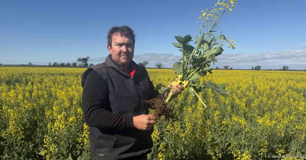 Desert crops and Dorpers: diversity is at the centre of this operation
