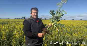 Desert crops and Dorpers: diversity is at the centre of this operation