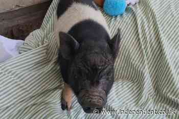 Viral Los Angeles runaway pig adopted by Grammy-winning songwriter