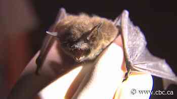 Vets warn pet owners after rabies detected in 2 bats in B.C.