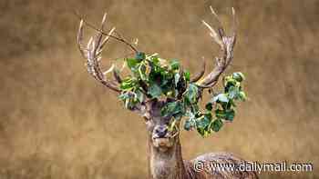 Oh deer! Stag gets leaves entangled in its antlers