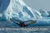 Whales Once Rare Along East Greenland Now Gather by the Thousands in Feeding Frenzies