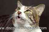 A Cat&rsquo;s Strange Grimace May Help Solve a Century-Old Kidney Mystery
