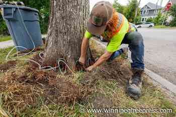 Wolseley residents put down roots to save elms