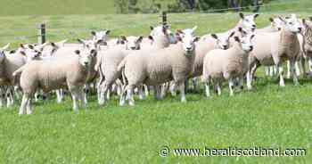 Bluetongue control zone introduced after Lockerbie case