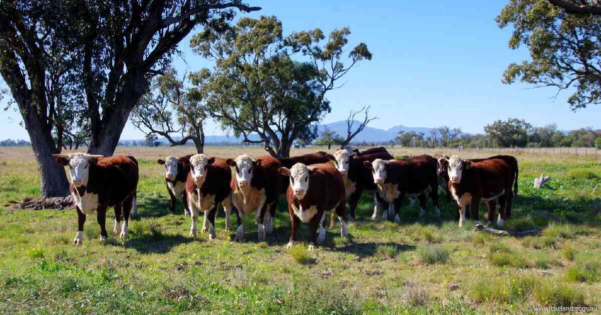 Quality grazing property with significant potential for further development