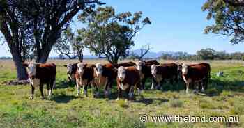 Quality grazing property with significant potential for further development