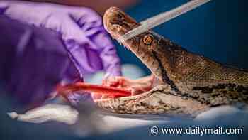 Fangs a lot! Sick snake called Jodie Foster given human cancer therapy