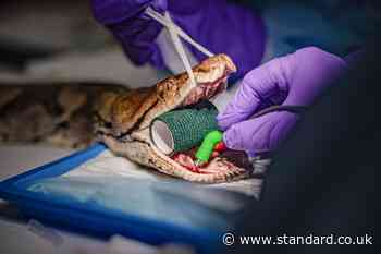 Snake believed to be first in the world to benefit from human cancer treatment
