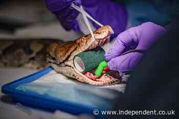 15-foot python benefits from human cancer treatment in world-first