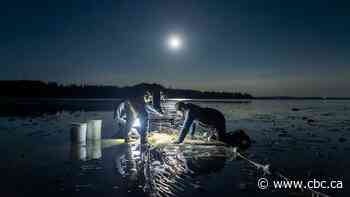 IN PHOTOS | Canadian science photos win at global image competition
