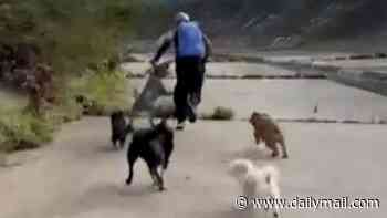 Boy, 13, arrested after pack of dogs chased off stranger who allegedly tried to sexually assault two women