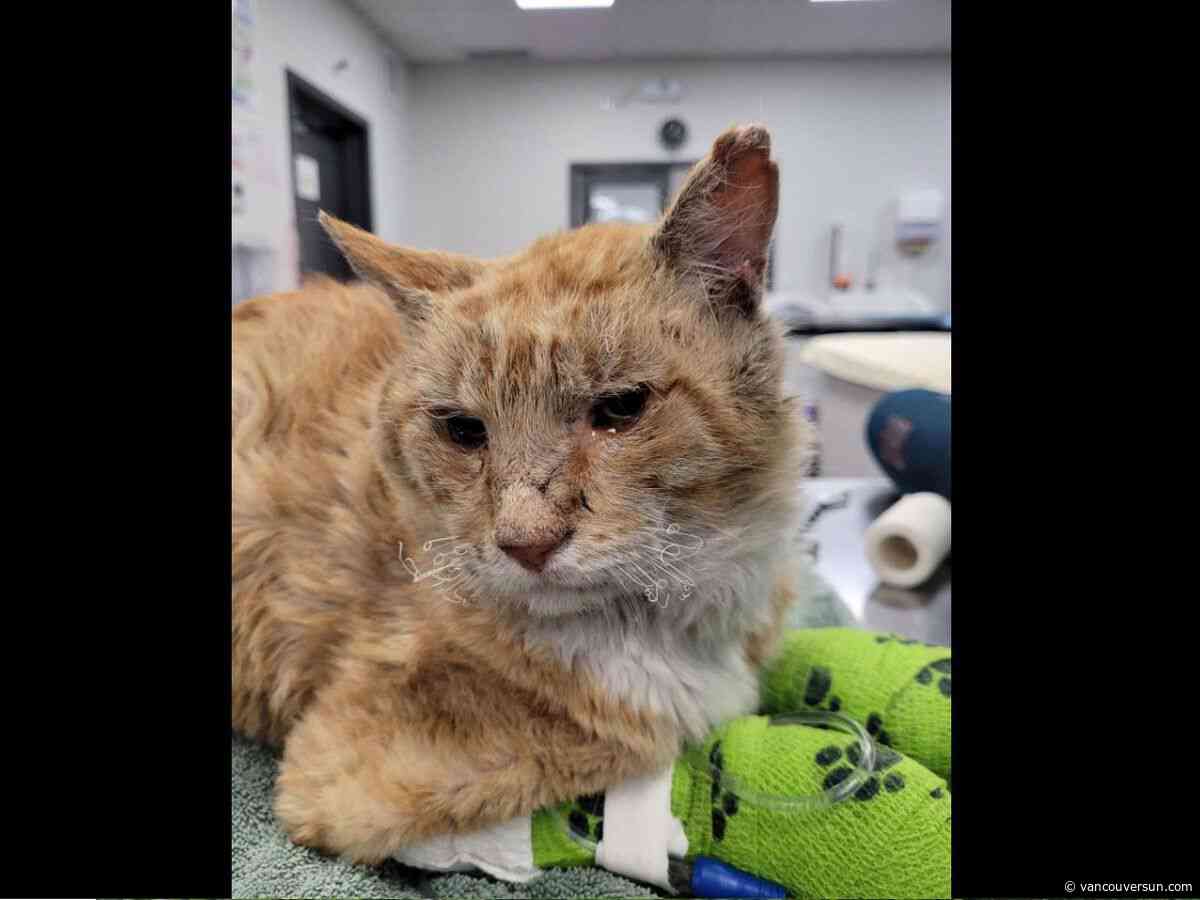 Burned ‘warrior kitty’ dies after being found near Summerland wildfire