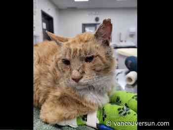 Burned ‘warrior kitty’ dies after being found near Summerland wildfire