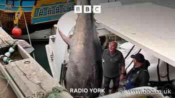 First giant tuna caught off Yorkshire since 1960s