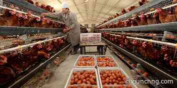 Antibiotics hinder local egg powder production – Lagos farmers