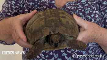Century-old tortoise recovers after leg amputation