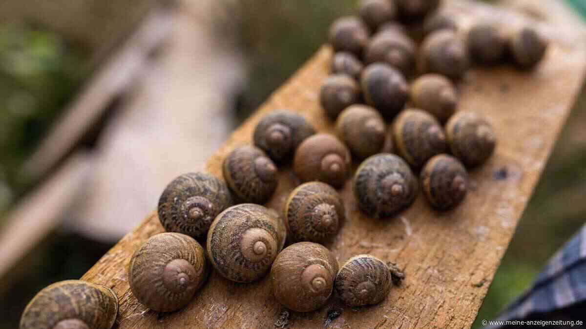 Frankreichs Schneckenbauern bangen wegen Hitze um Ernte