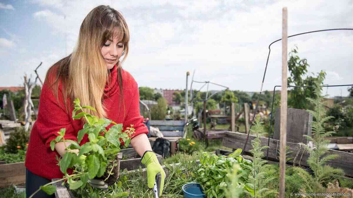 Hochbeet im Spätsommer: Richtig befüllen und bepflanzen