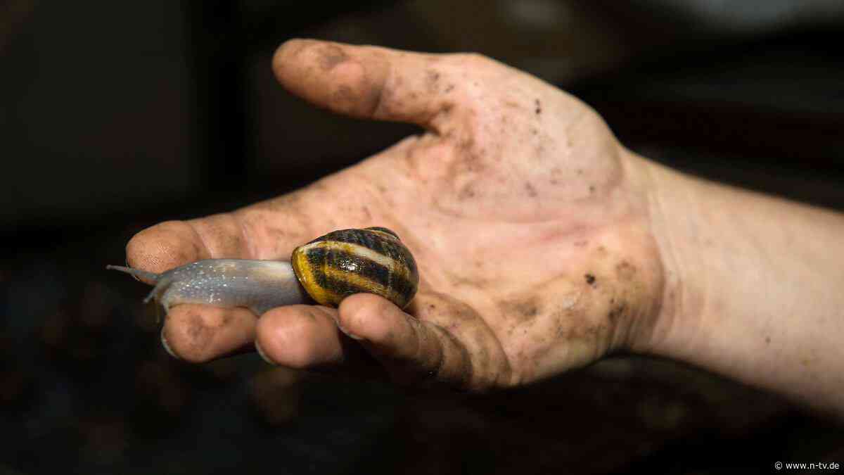 "Tiere sterben im Gehäuse": Hitze bedroht Frankreichs Schneckenzüchter