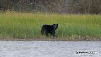 Black bear attacks woman, dog on back deck of property in Anmore
