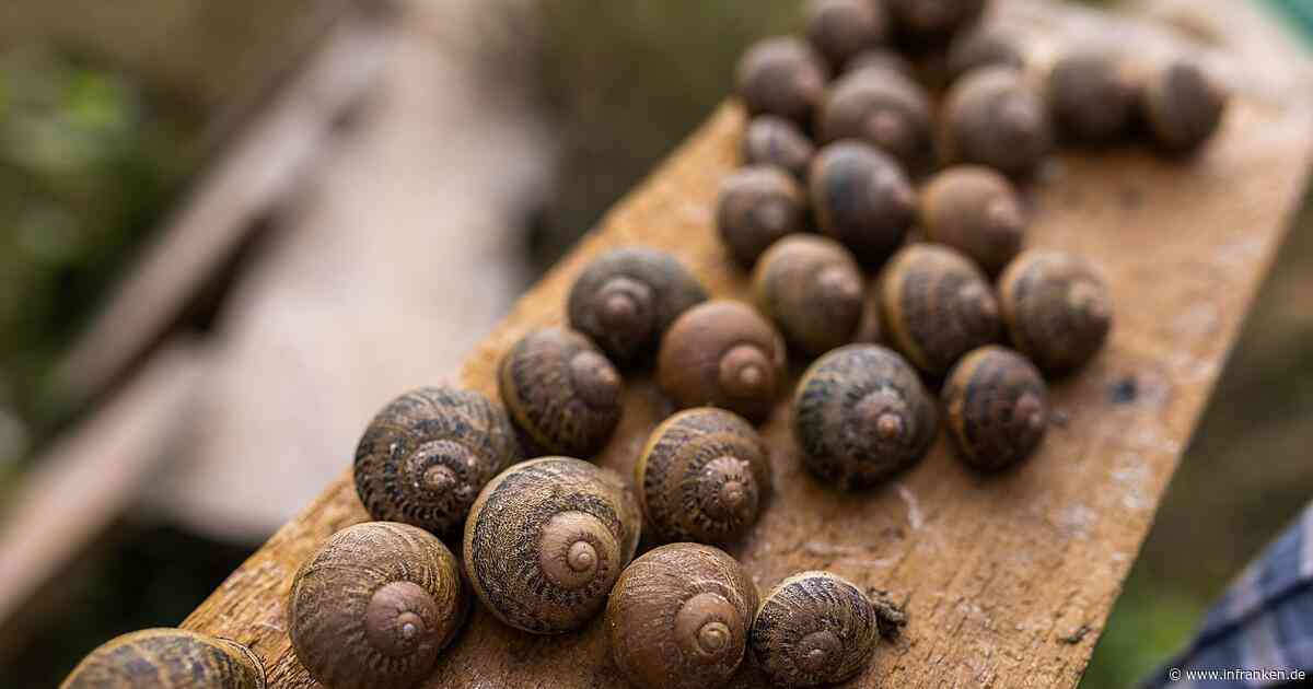 Frankreichs Schneckenbauern bangen wegen Hitze um Ernte