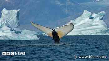 Giant whales move into Greenland waters as ice disappears