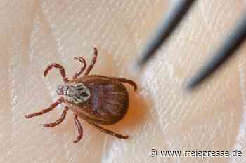 Zeckengefahr steigt: Neuer Höchststand an Borreliose-Erkrankungen in Sachsen