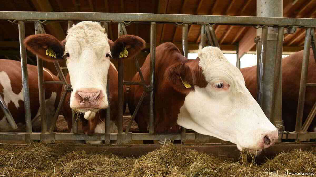 Neues Virus macht Kühe krank – Bauern sind ratlos – Expertin rechnet mit rasanter Ausbreitung