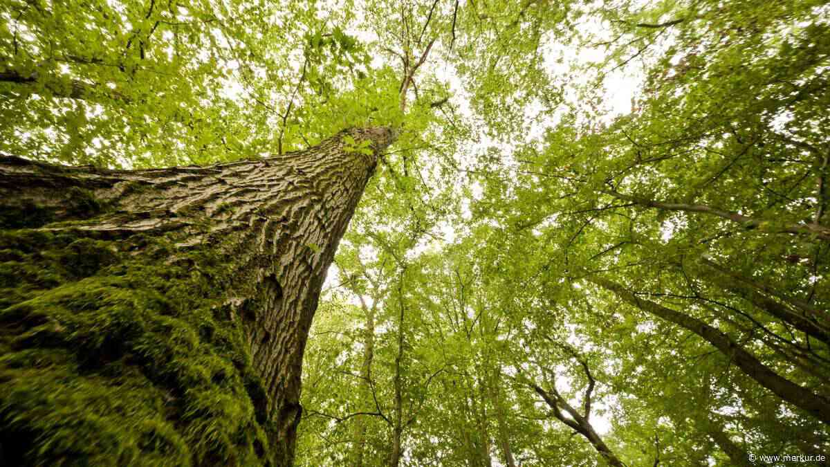 Zu heiß, zu trocken: Klimawandel schreitet schnell voran – Sorgen um die Wälder