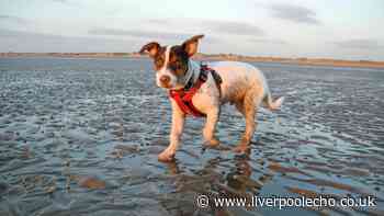Charming Merseyside seaside town is top place to visit in UK with your dog