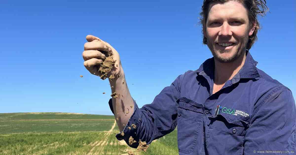 Early sown legumes could be the key to cutting nitrogen costs in cropping
