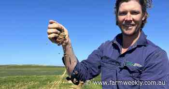 Early sown legumes could be the key to cutting nitrogen costs in cropping