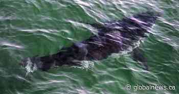 Rise in Nova Scotia shark sightings prompts calls for better beach monitoring
