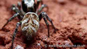 Two easy ways to keep spiders out of your home