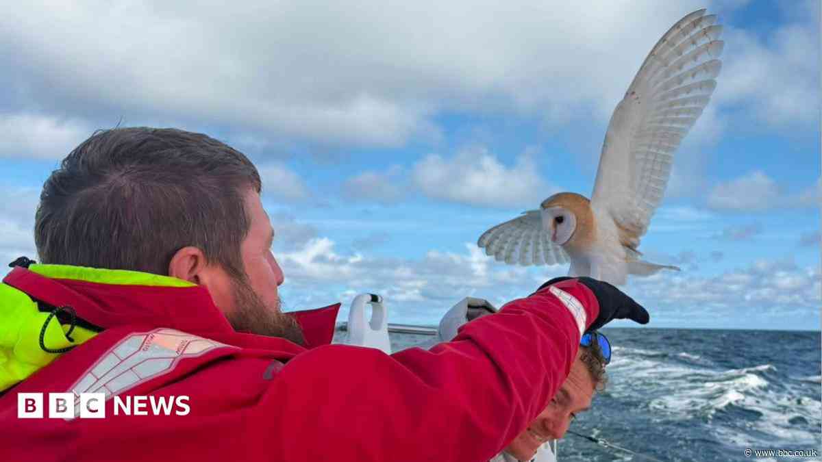 Collapsed owl saved by soldiers 70 miles out at sea