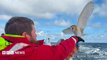 Collapsed owl saved by soldiers 70 miles out at sea
