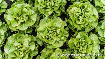 Lettuce will stay fresh for weeks if you do 1 task before putting it in fridge