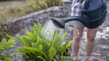 Gardening expert warns which garden plants won't survive UK heatwave and drought
