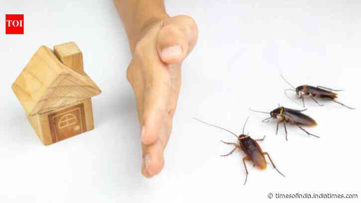 5 natural ways to keep cockroaches away from your home