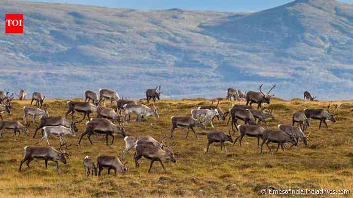 In 1944, 29 reindeer were left on a remote island in Alaska, decades later, they had eaten themselves