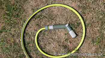 How long it takes for a brown lawn to turn green again after drought