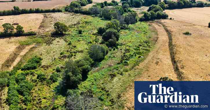 Rewilded land remains green amid drought-stricken English countryside, images show