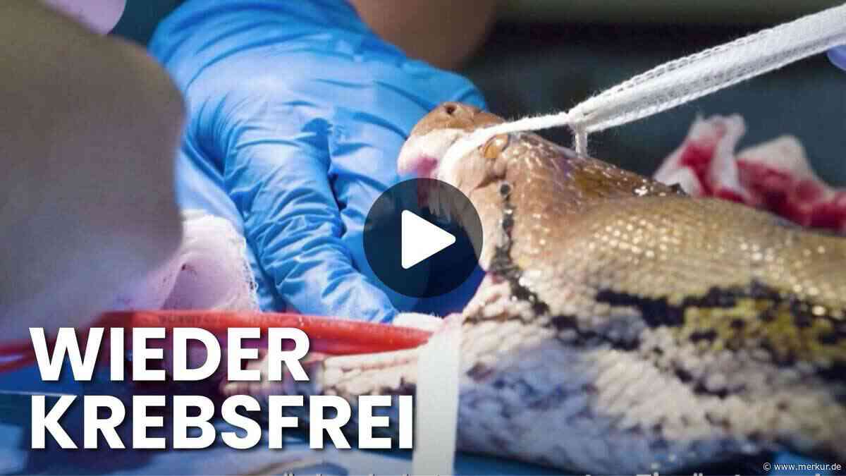 „Jodie Forster“ schreibt Geschichte: Schlange von Krebs geheilt