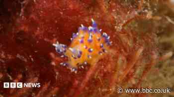 'Unmissable' sea slug could be new species
