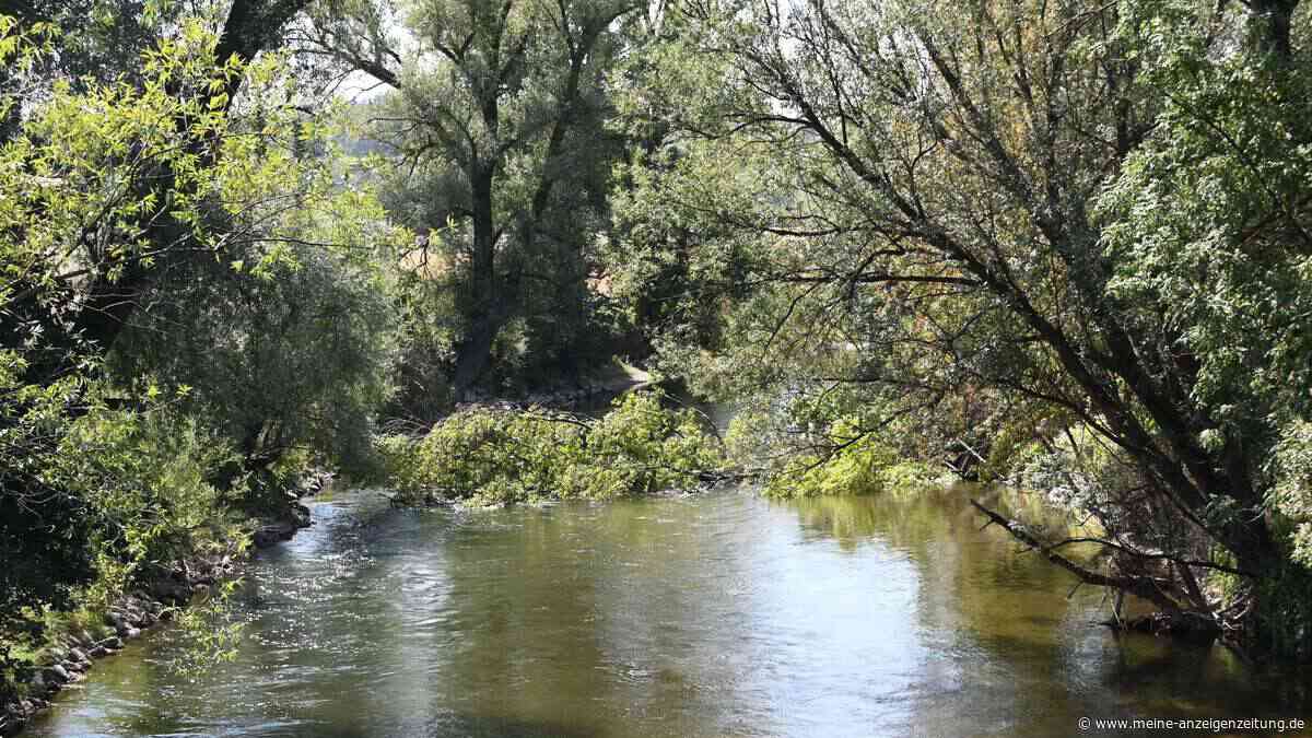 Baum blockiert Amper in Allershausen – nach FT-Anruf sofort entfernt