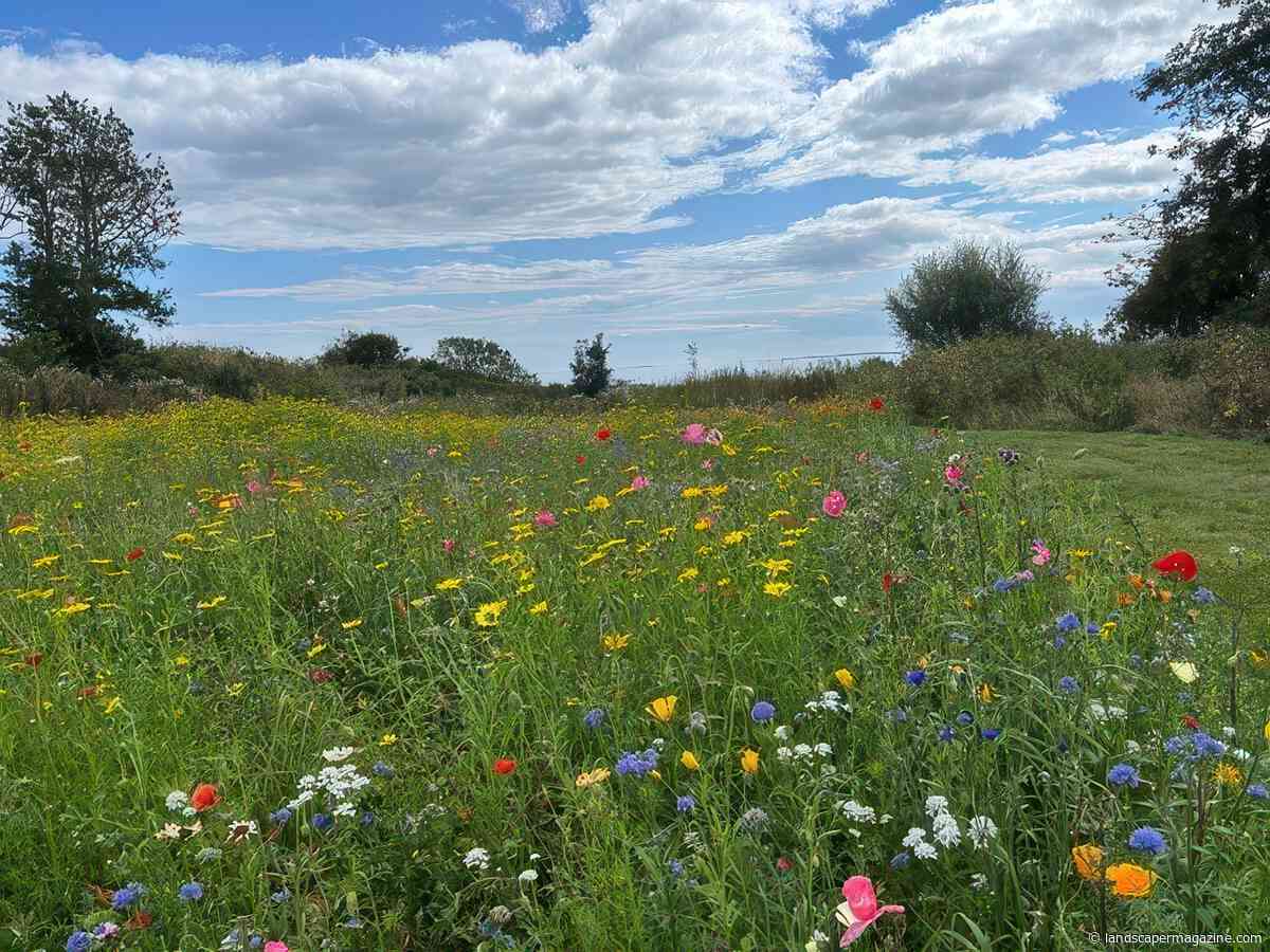 Wildflowers From DLF Help Wildlife To Flourish At Alnmouth Golf Club