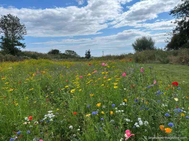 Wildflowers From DLF Help Wildlife To Flourish At Alnmouth Golf Club