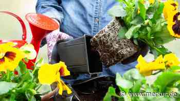 Der unterschätzte Alleskönner im Garten: Warum Sie Plastik-Blumentöpfe niemals wegwerfen sollten