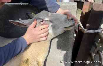 Barber's pole worm spread prompts warning to sheep farmers
